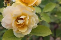 honey-perfum
