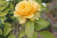 honey-perfum3