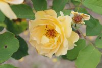 honey-perfum4