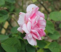 jardin-de-villandry4
