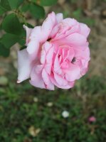 jardin-de-villandry5