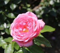 la-rose-de-molinard