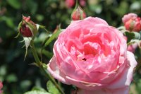 la-rosede-molinard