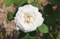 moonstone7