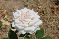 moonstone8