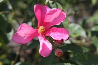 mutabilis