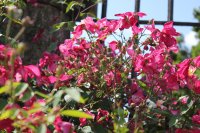 mutabilis2