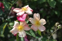 mutabilis4