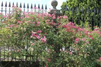 mutabilis6