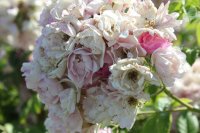 blush-rambler-cant