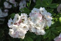 blush-rambler-cant6
