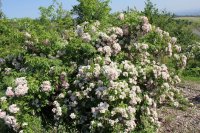 blush-rambler-cant7