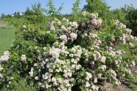 blush-rambler-cant8