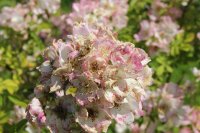 kew-rambler