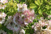 kew-rambler3