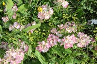 kew-rambler4
