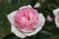 princesse-de-monaco