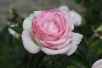 princesse-de-monaco6