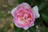 princesse-de-monaco7
