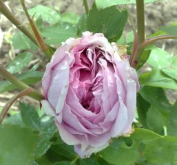 archiduchesse-elizabeth-dautriche.jpg