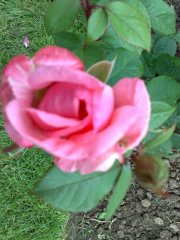 jardins-de-villandry.jpg