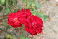 rose-de-cahors