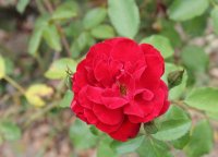 rose-de-cahors1