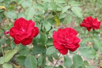 rose-de-cahors2