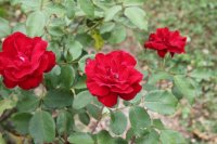 rose-de-cahors3