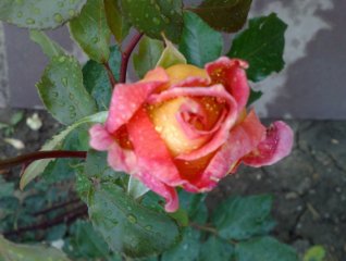 marjorie-le-grice1.jpg