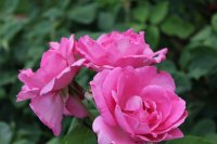 the-mccartney-rose