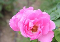the-mccartney-rose2
