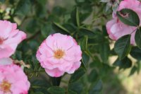 vive-la-rose-2