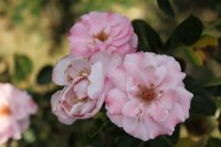vive-la-rose-3