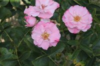 vive-la-rose