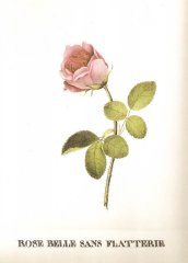 belle_sans_flatterie_salomon_pinhas_1815-w
