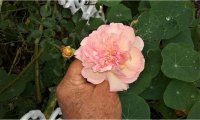 juranville2