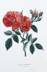 gloire_des_rosomanes