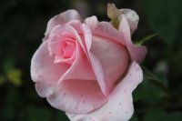 morden blush