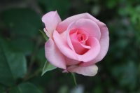 morden blush2