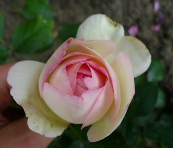 eden-rose-0901.jpg
