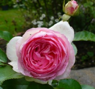 eden-rose-0903.jpg