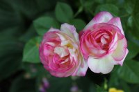 morning-blush