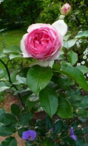 eden-rose0902.jpg