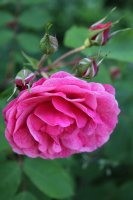 morden-ruby2