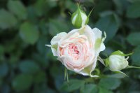 pashmina_0