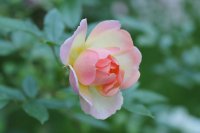 phyllis-bide