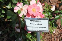 basebal