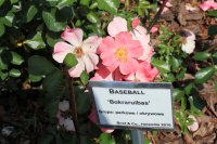 basebal2