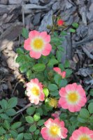 bieneweide-apricot3